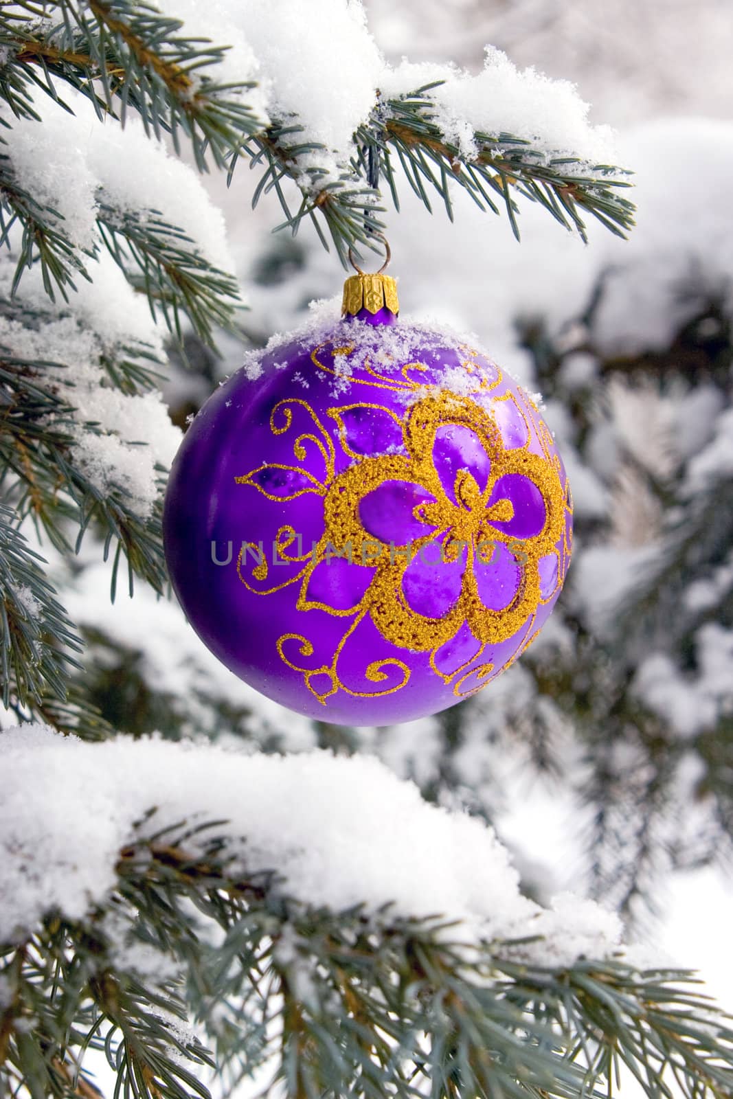 Violet christmas glass ball hanging on the tree in snow.