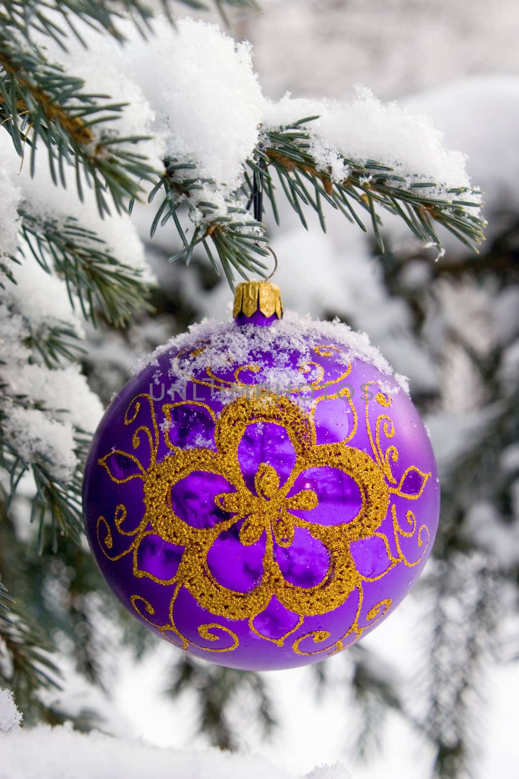 Violet christmas glass ball hanging on the tree in snow.