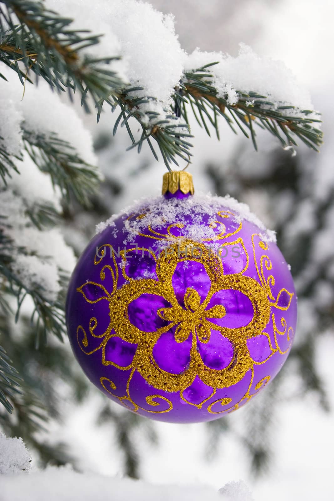 Violet christmas glass ball hanging on the tree in snow.