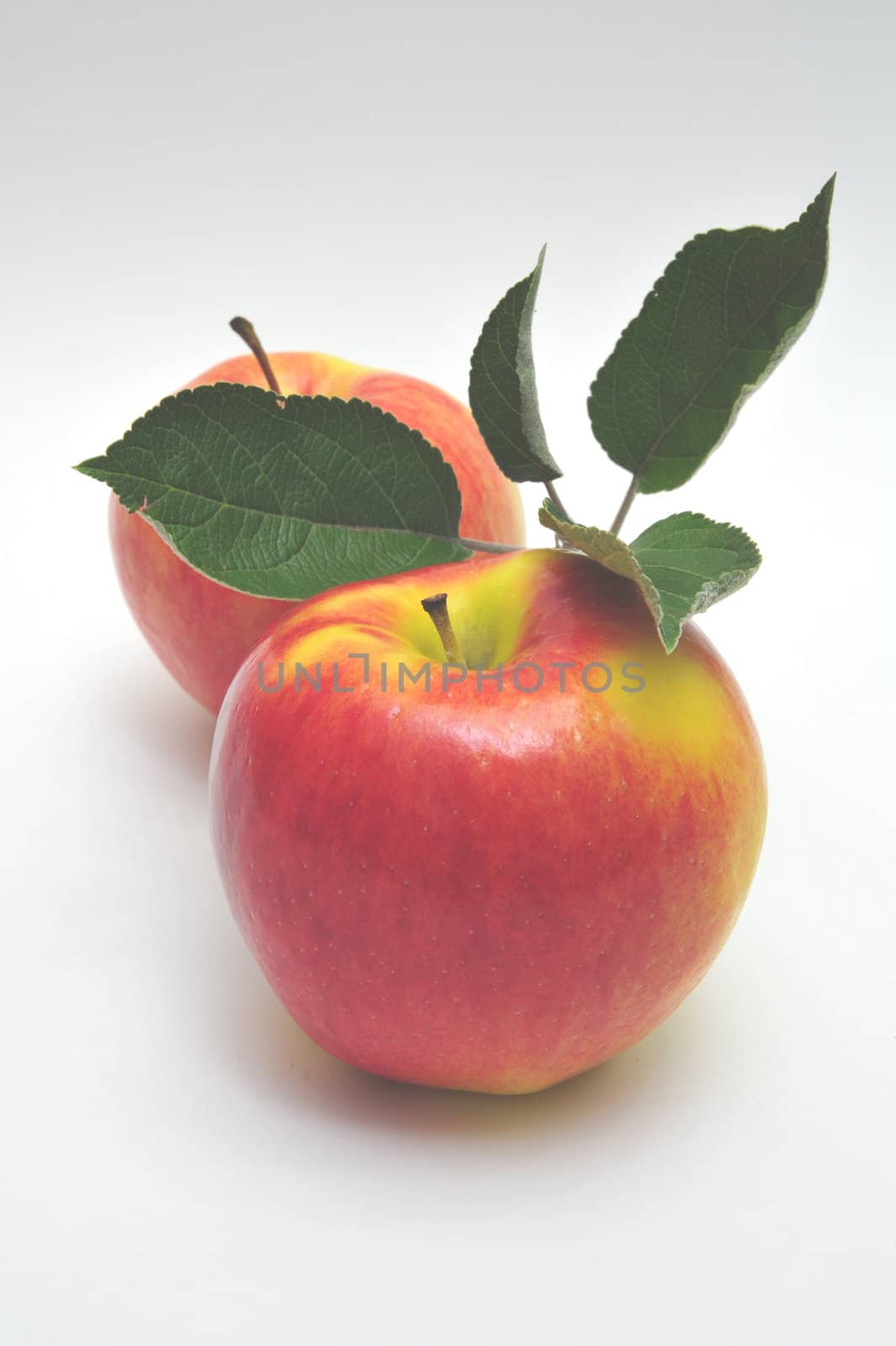 Two colorful apples and leaves on a light colored background