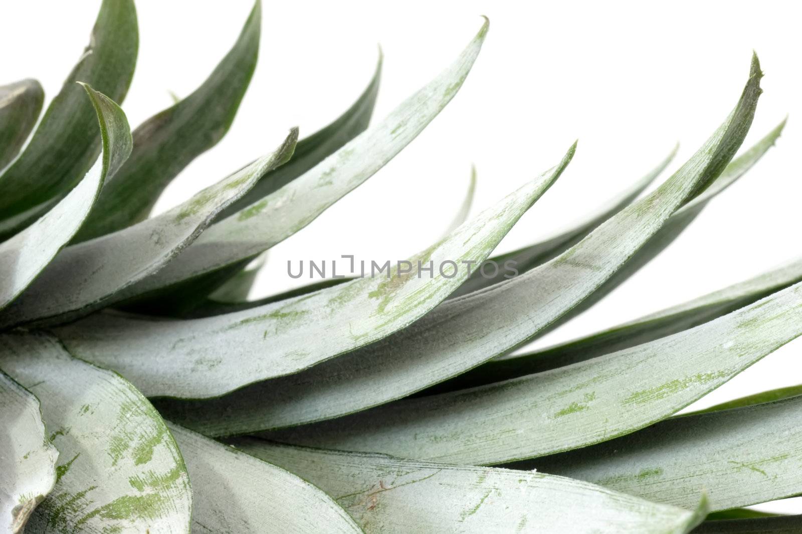 Close up of pineapple leafs on bright background
