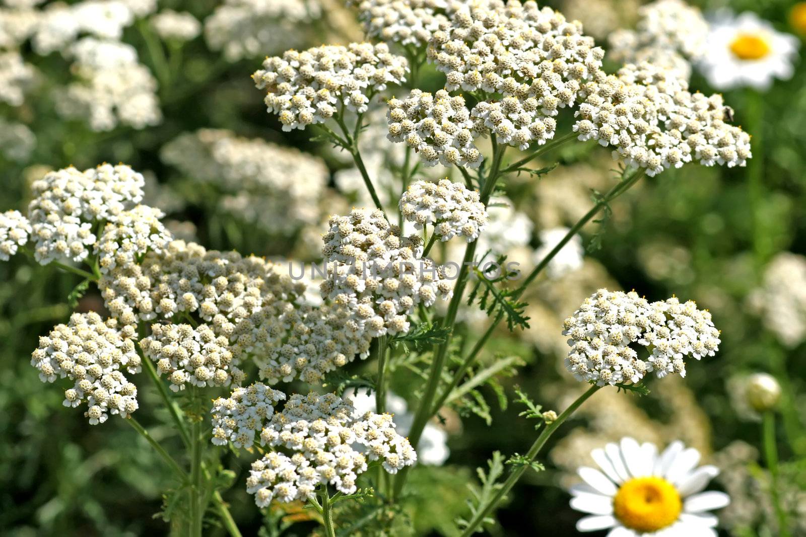 Common Yarrow by Teamarbeit