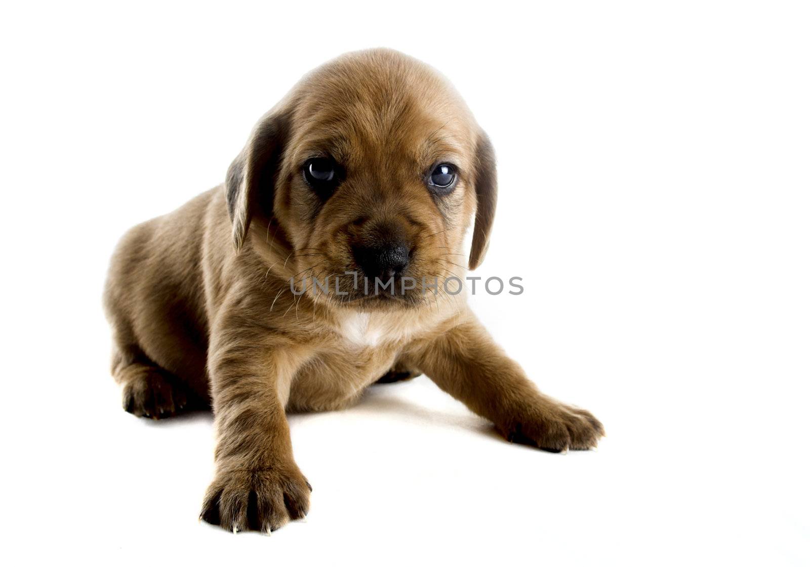 Little cute puppy isolated on white background