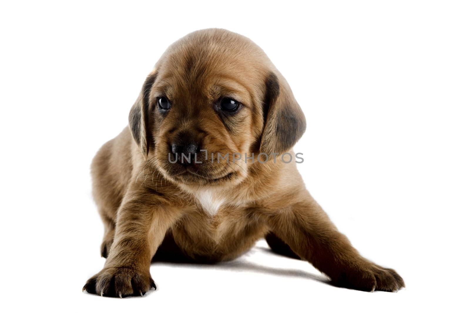 Little cute puppy isolated on white background