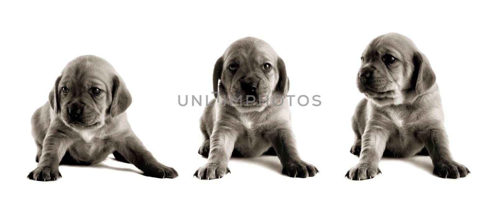 Family of puppies isolated on white background (collage made in PS with 3 pictures)