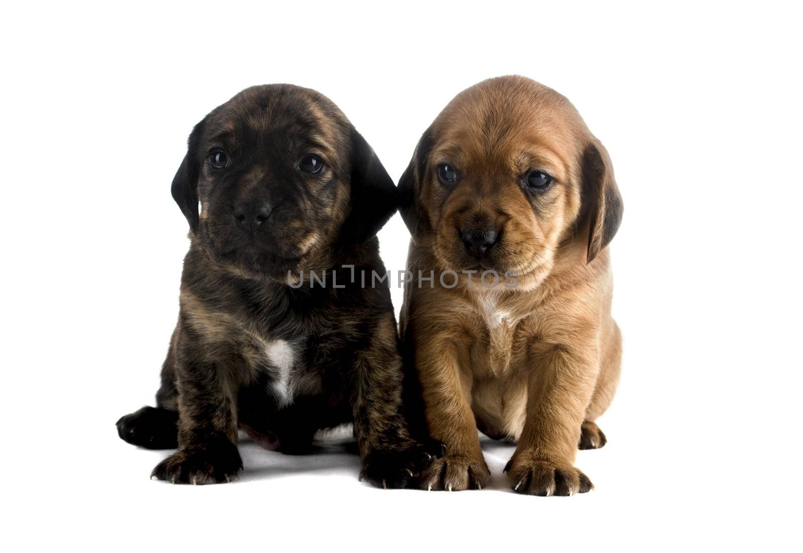 Two cute puppies brothers isolated on white background