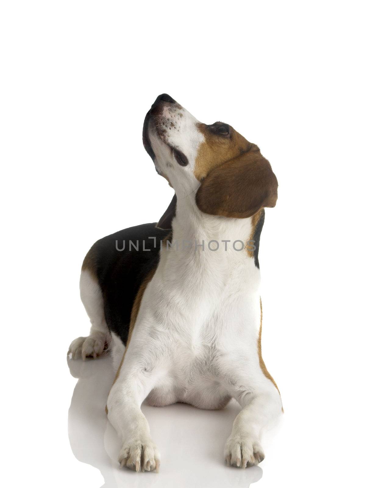 Picture of Beagle dog looking to the top