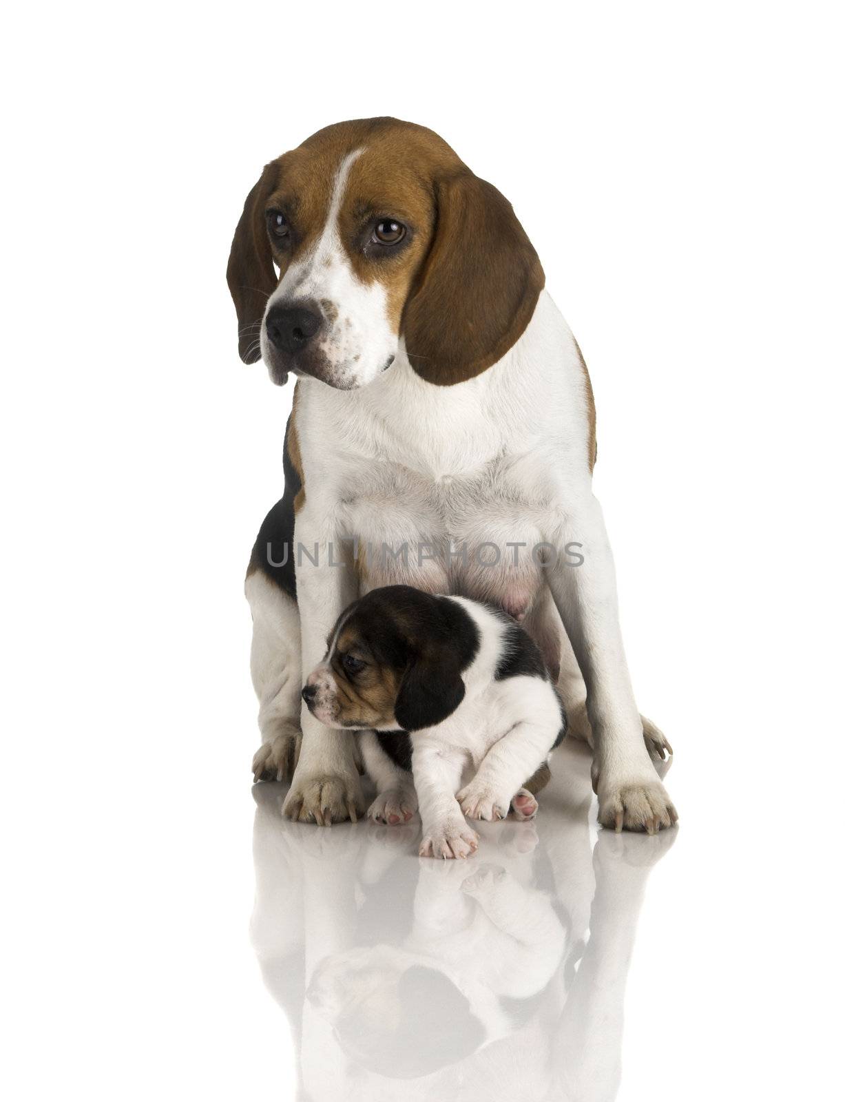 Picture of a Beagle mom protecting is son