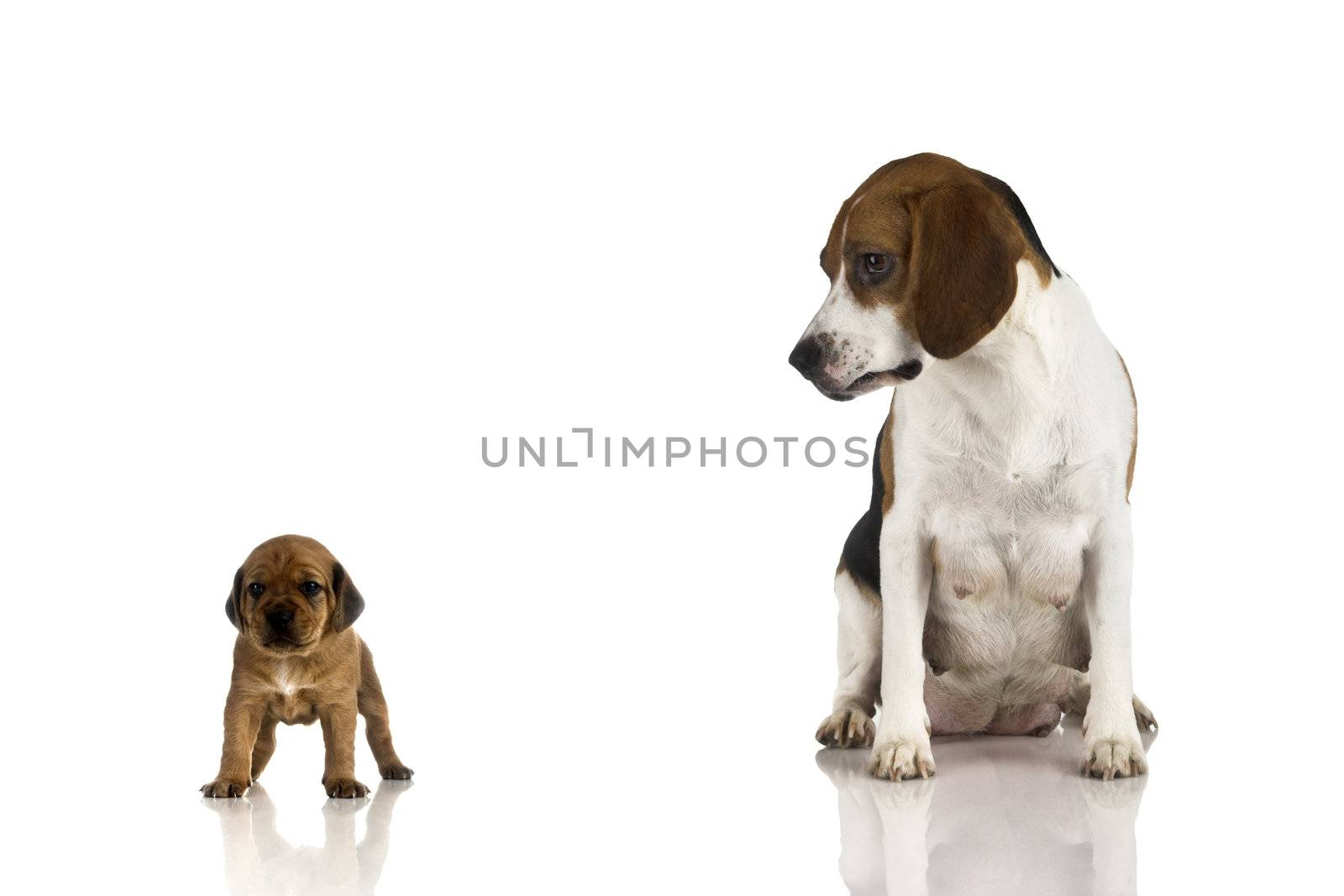 Beagle mom and a brown puppy by Iko