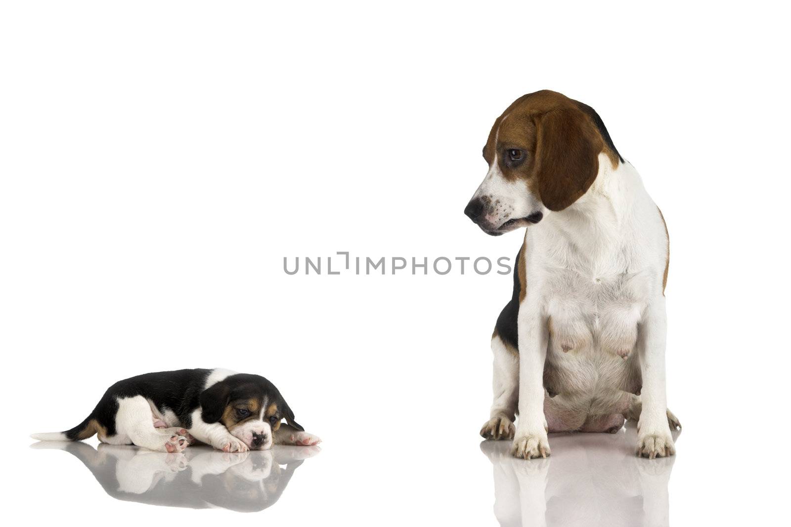 A beagle mom after is pregnancy looking to her puppy