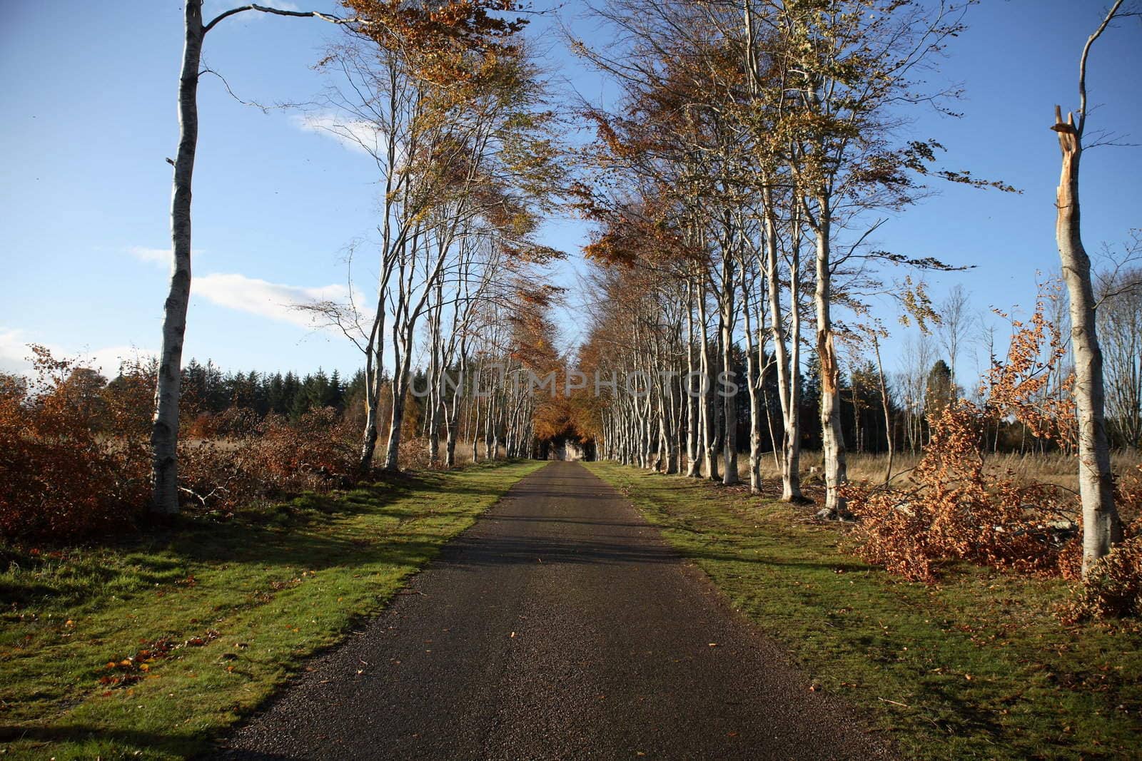 A path leading to Brodie Castle, Scotland.