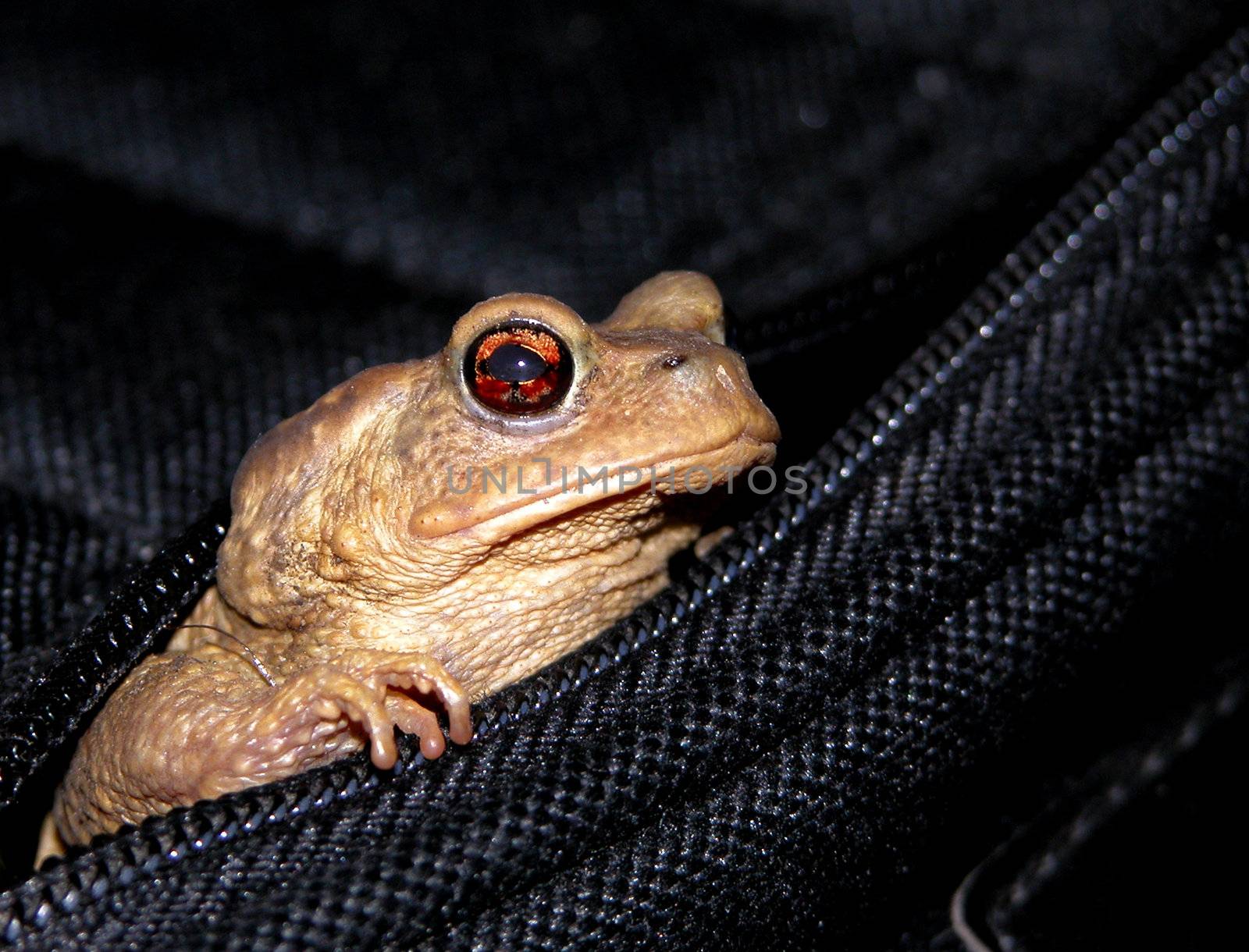 Little frog inside the bag