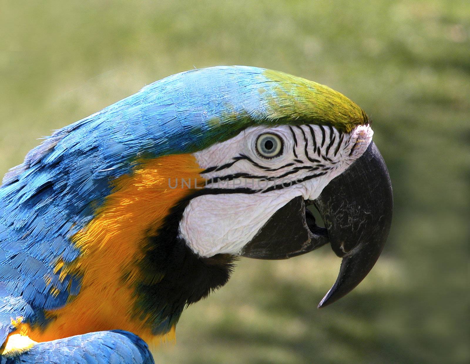 Colored Parrot in the park