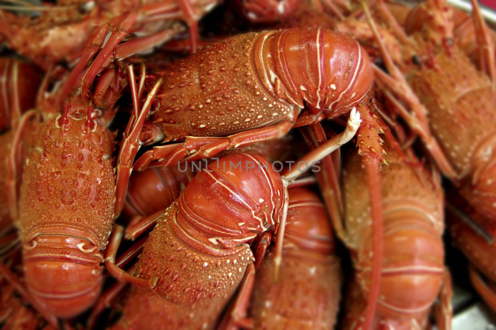 Lobsters by Iko