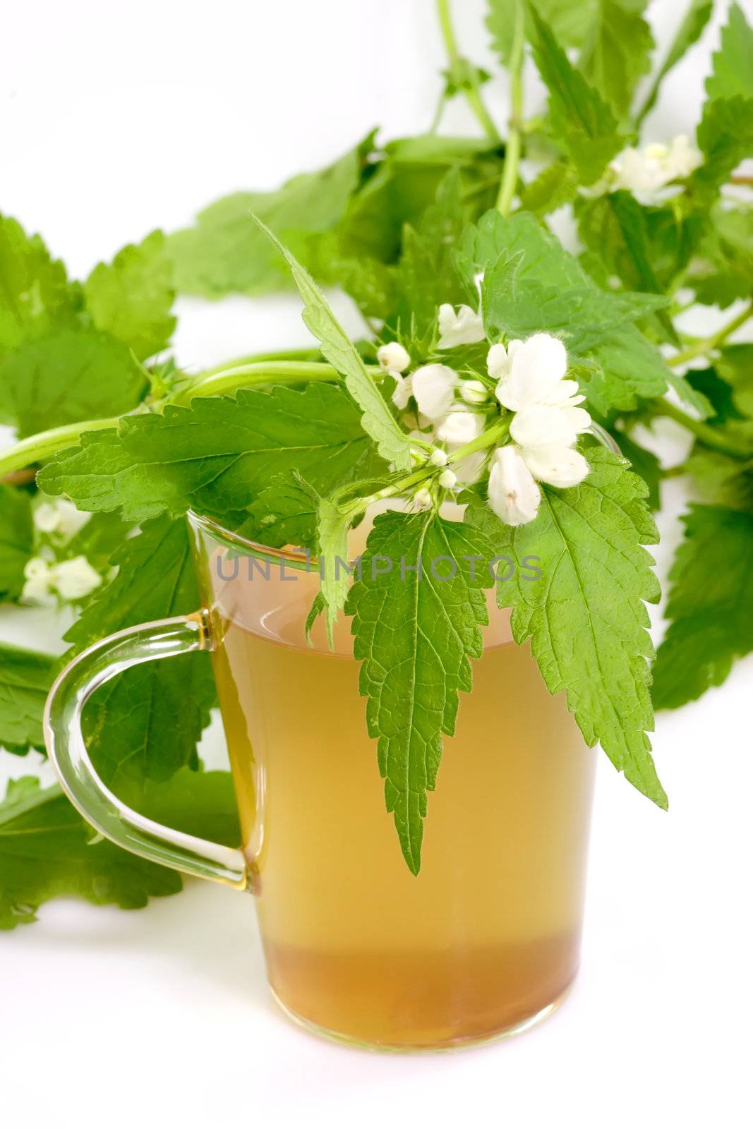 A glass of stinging nettle tea on bright background