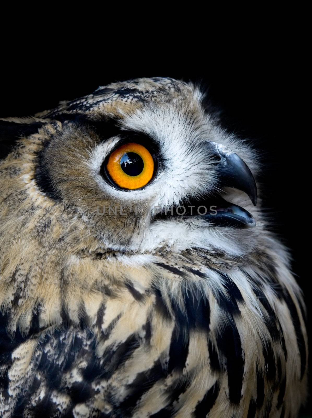 Beautiful Owl (taked at 1600 iso) by Iko