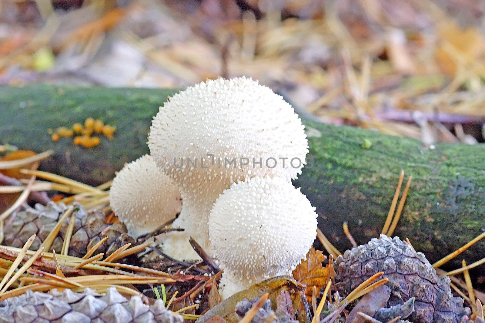 Group of white puffballs in a forest