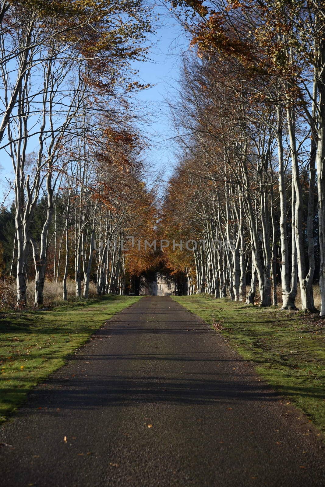 A path leading to Brodie Castle, Scotland.