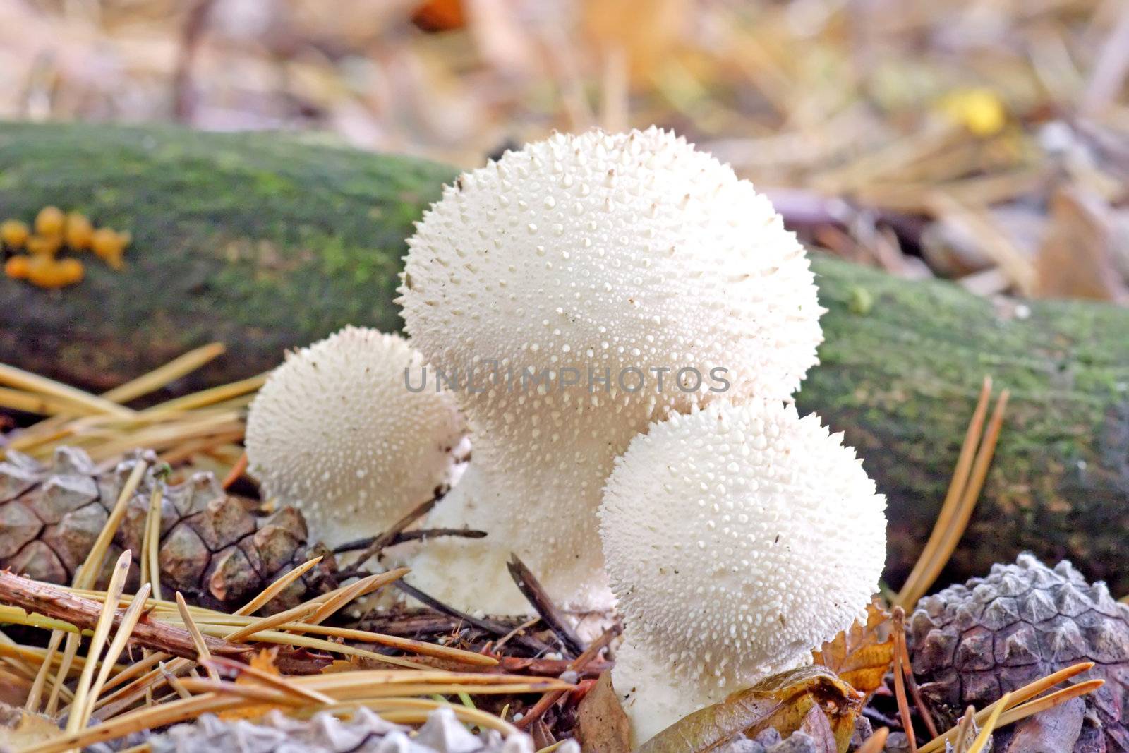 A group of puffballs in the forest