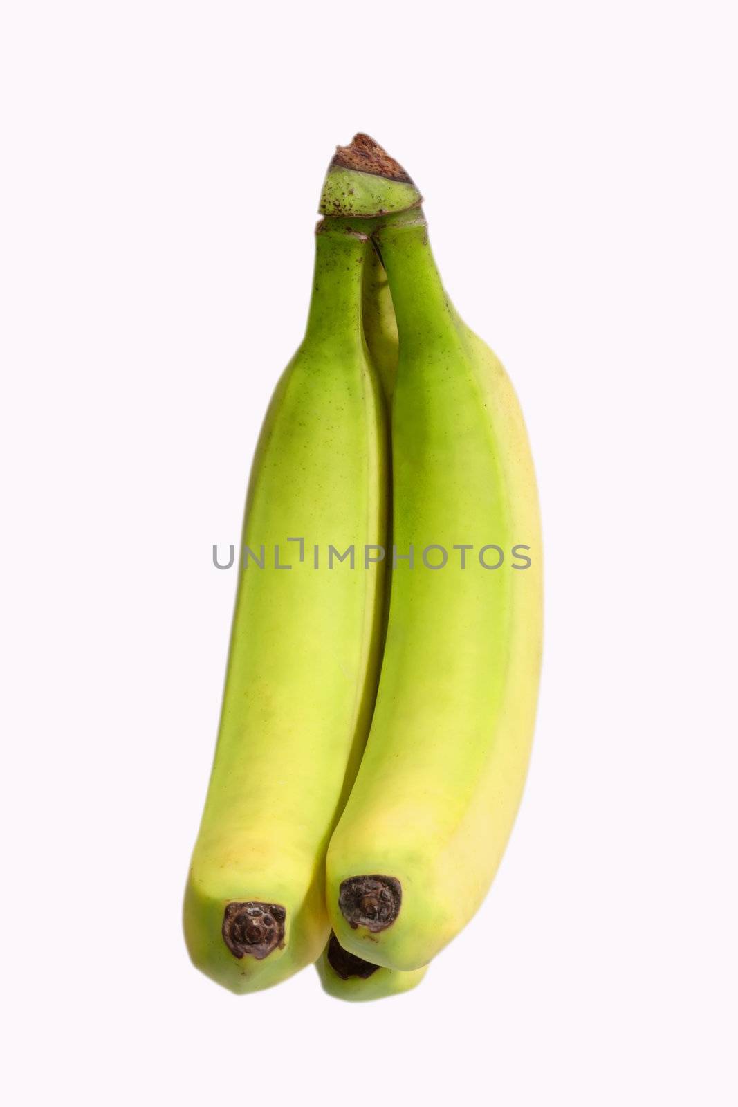 Two green unripe bananas - isolated on white background