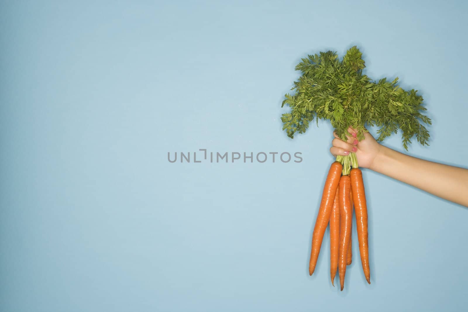 Caucasian woman arm holding out fresh bunch of carrots against blue background.