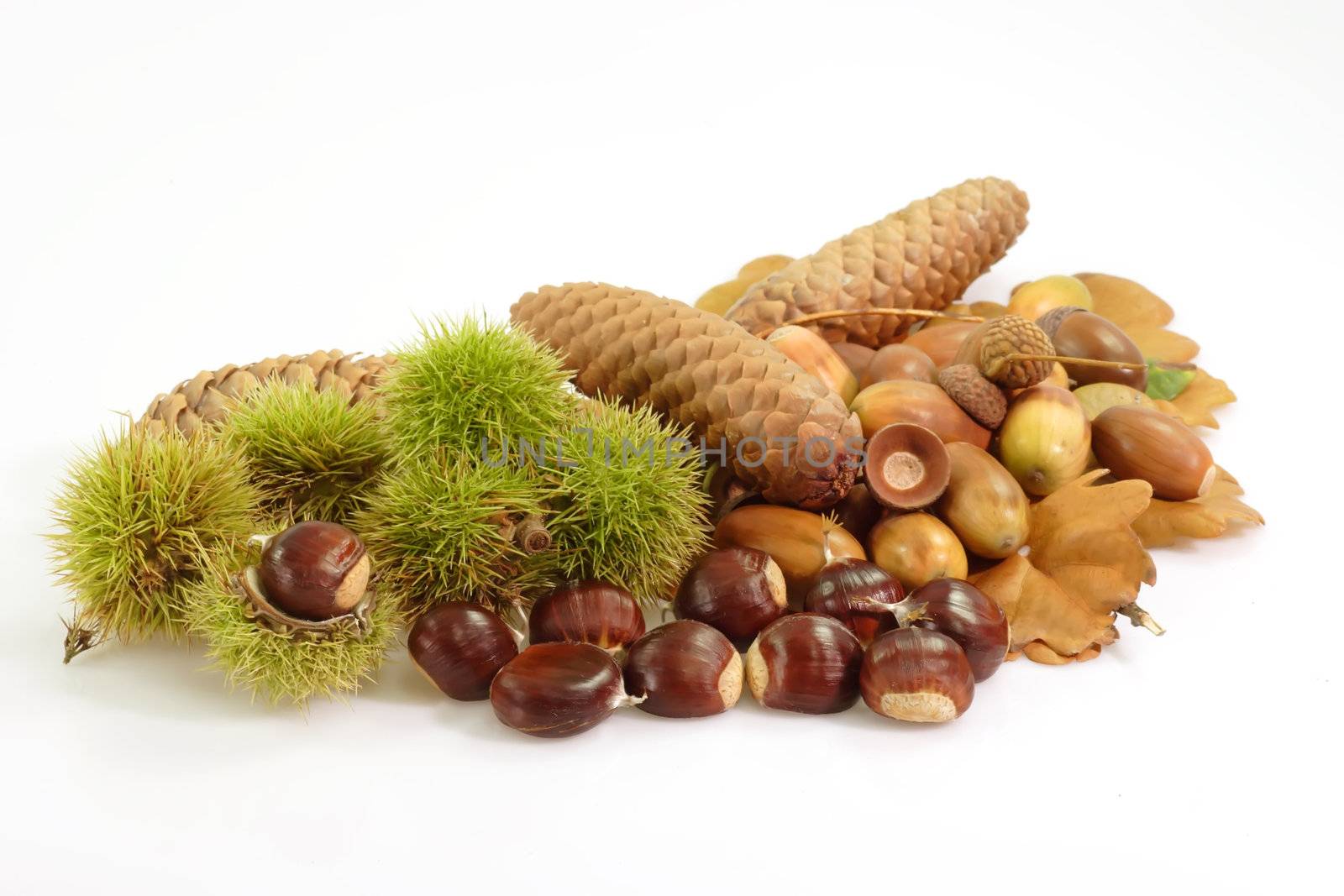 Autumnal decoration of different fruits and leafs on bright background