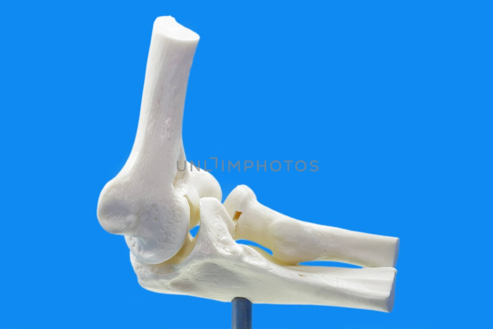 Anatomy model from human elbow on blue background