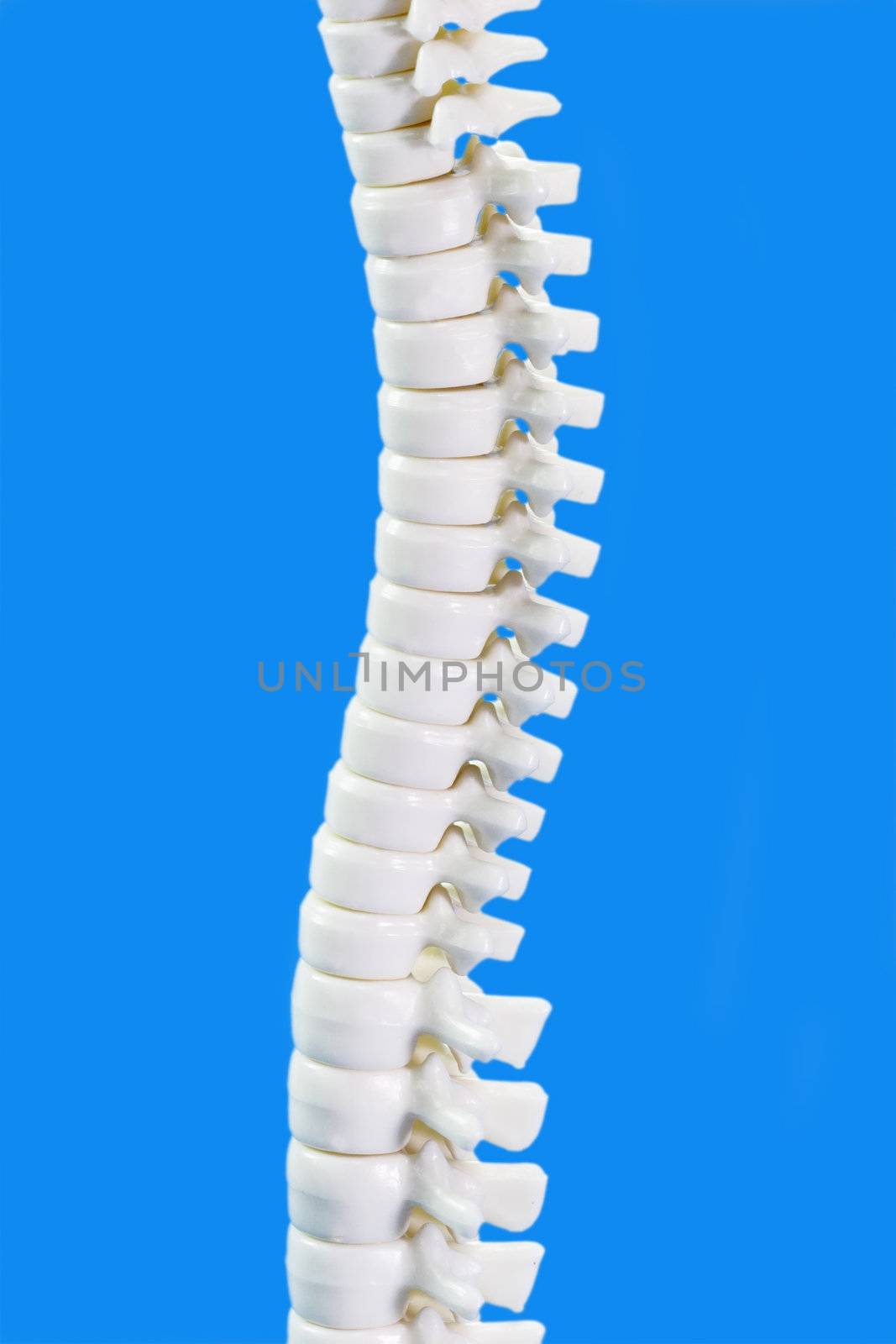 Human backbone model in detail on blue background