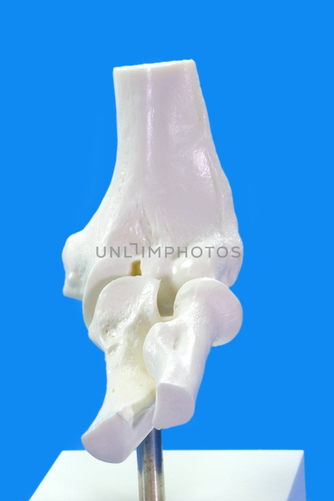 
Anatomy model from human elbow on blue background