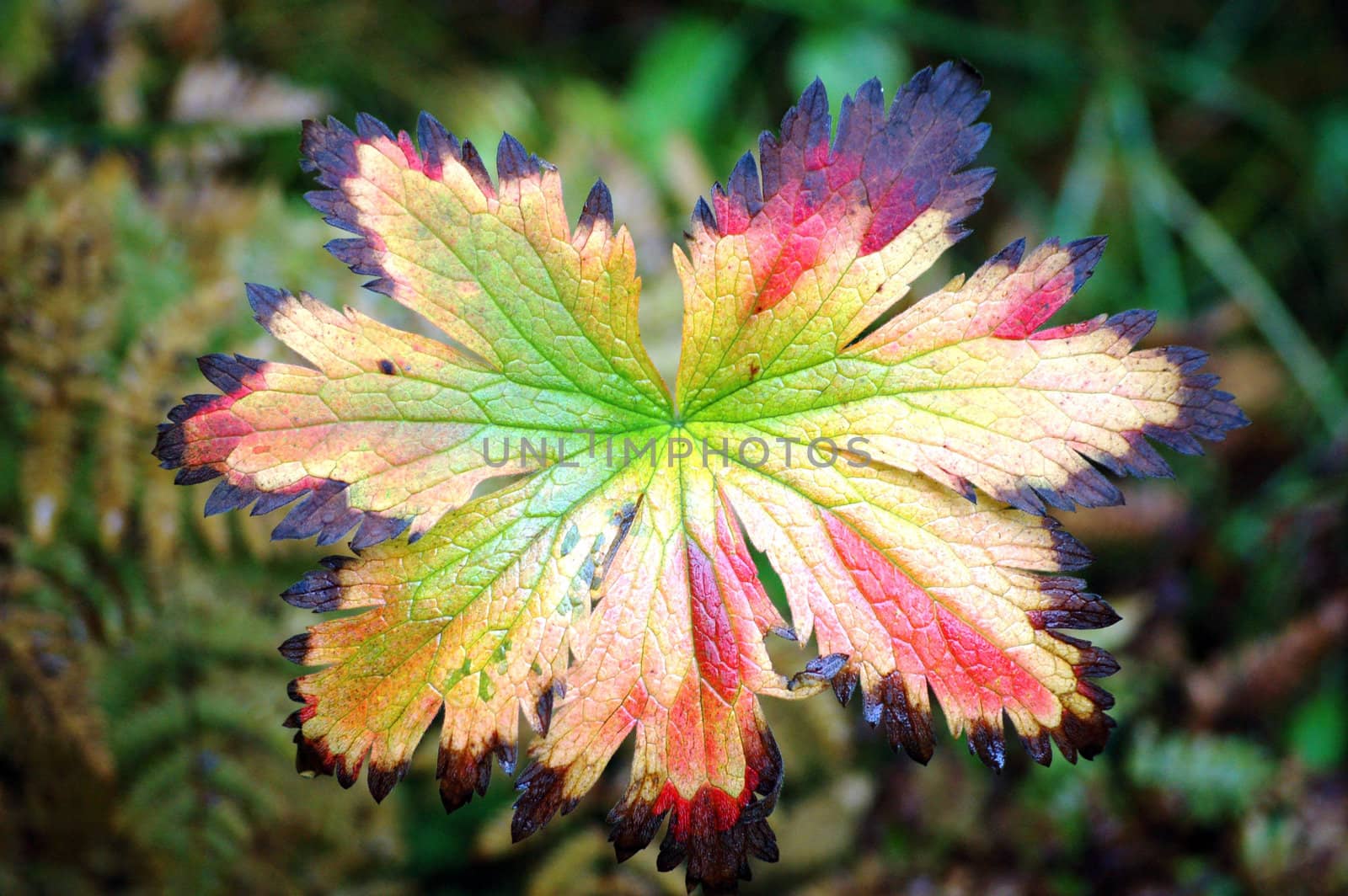 colorful leaf by mojly