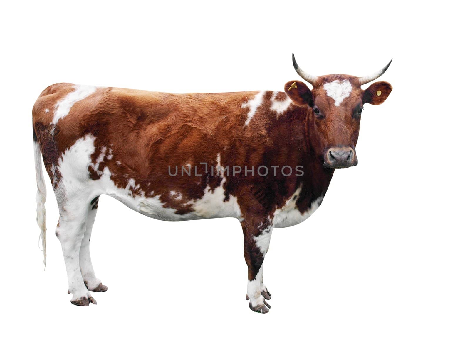 Ayrshire Cow by MargoJH