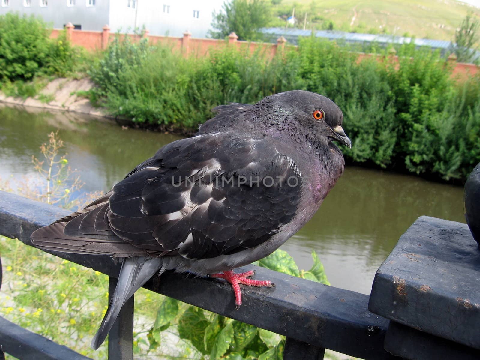 Cute pigeon sits near water, summer shot