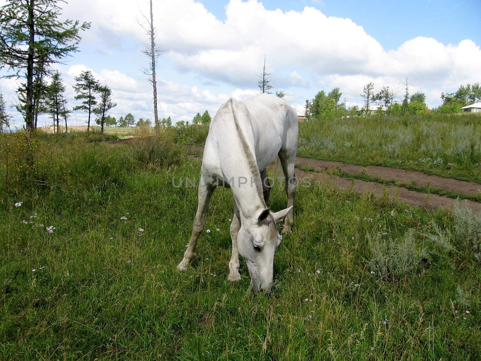 White horse on field eats grass in rural place