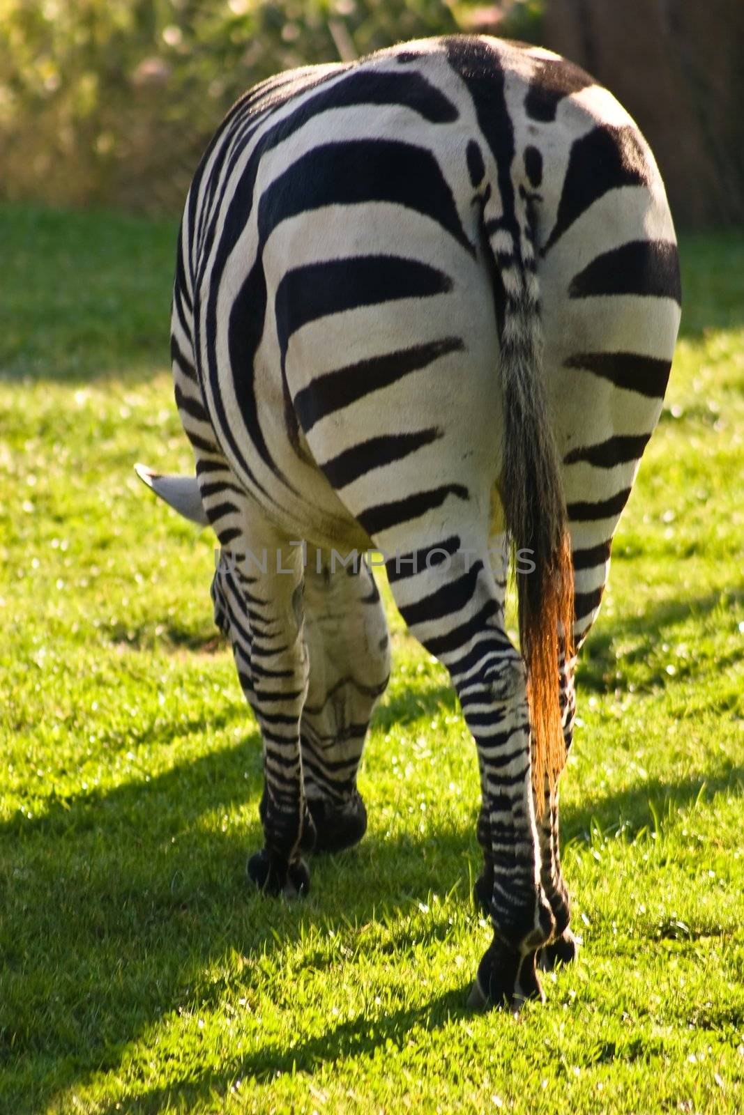 Zebras are African equids best known for their distinctive white and black stripes.