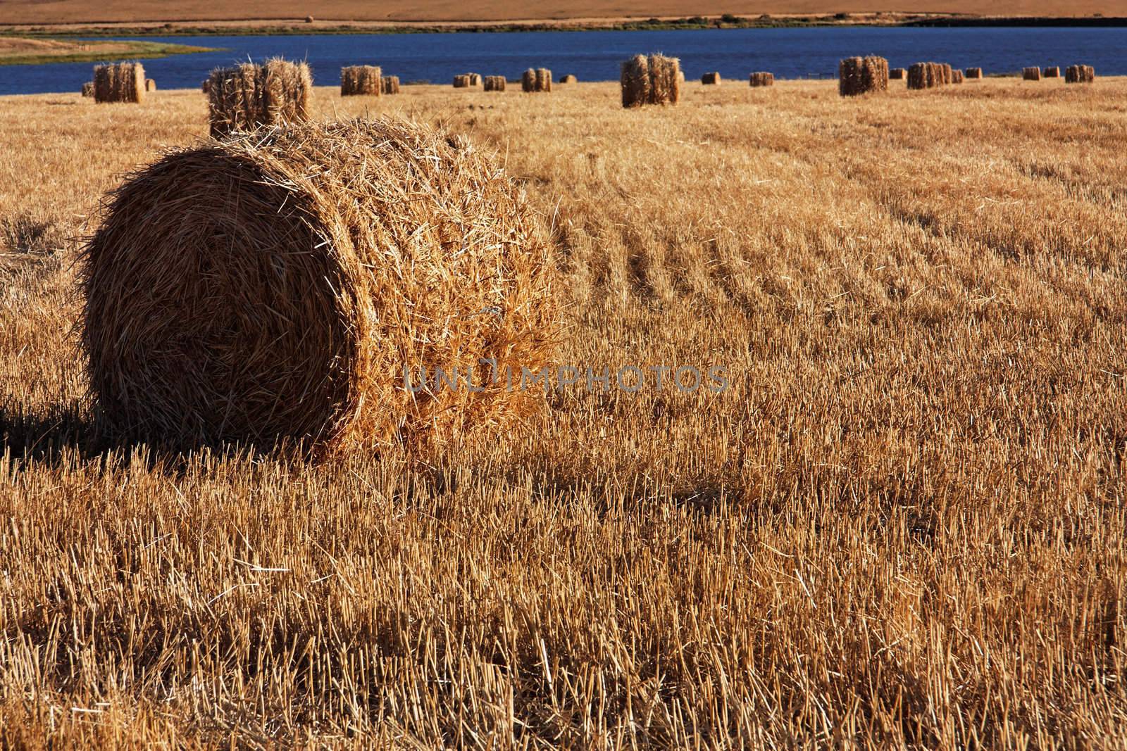 Corn field with bales of straw  by Farina6000