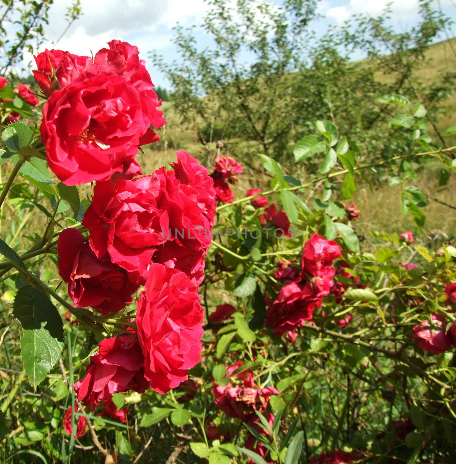 wild red roses 
