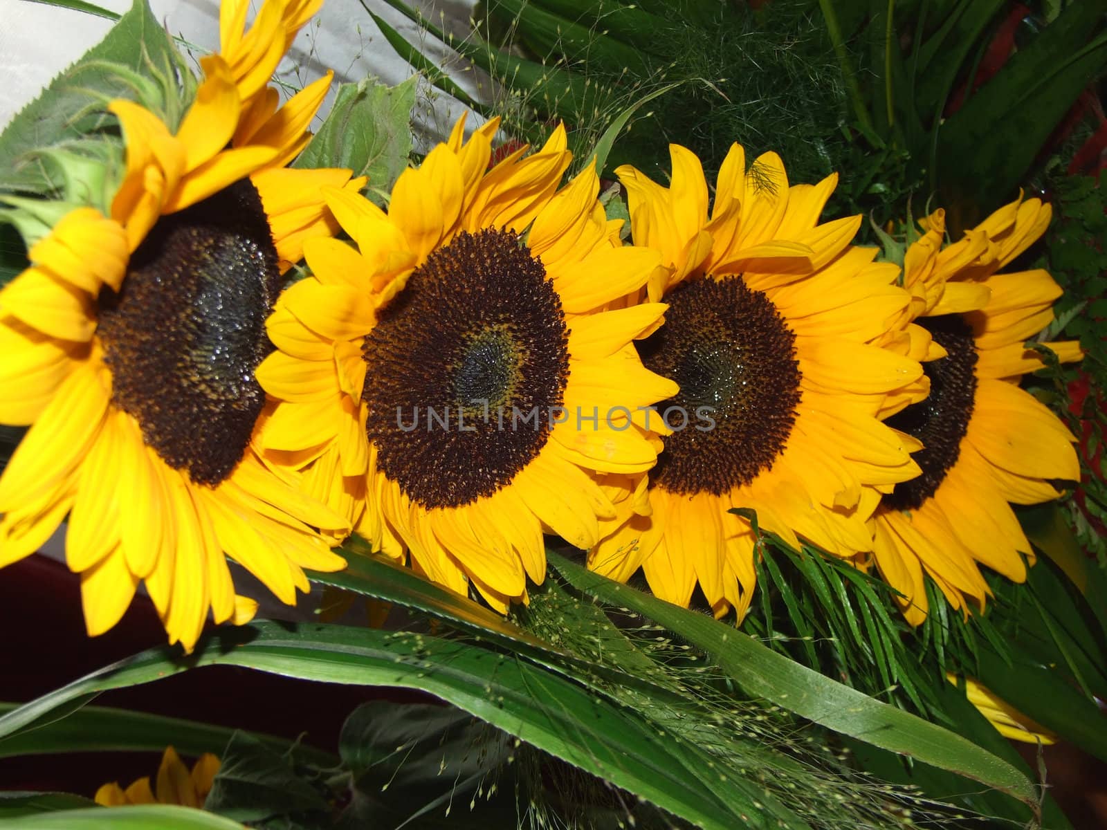 sunflowers by grzym