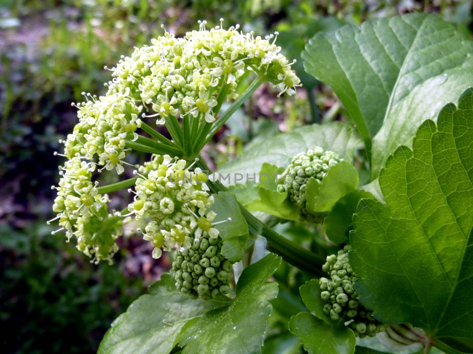 Close up of a flower with big green leaves