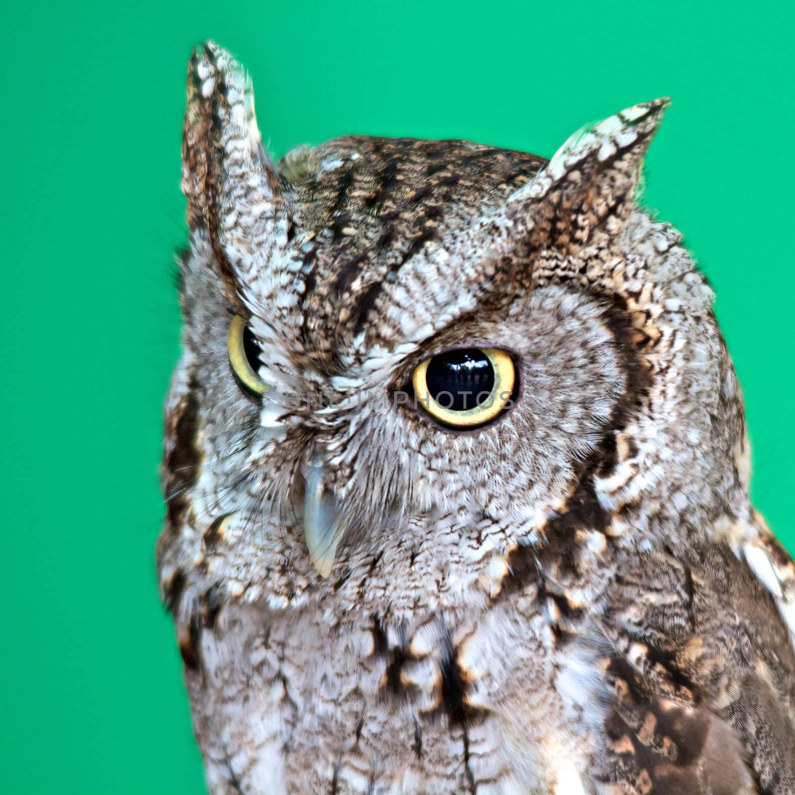 While at the Houston Zoo got to meet one of the trainers of this screech owl.