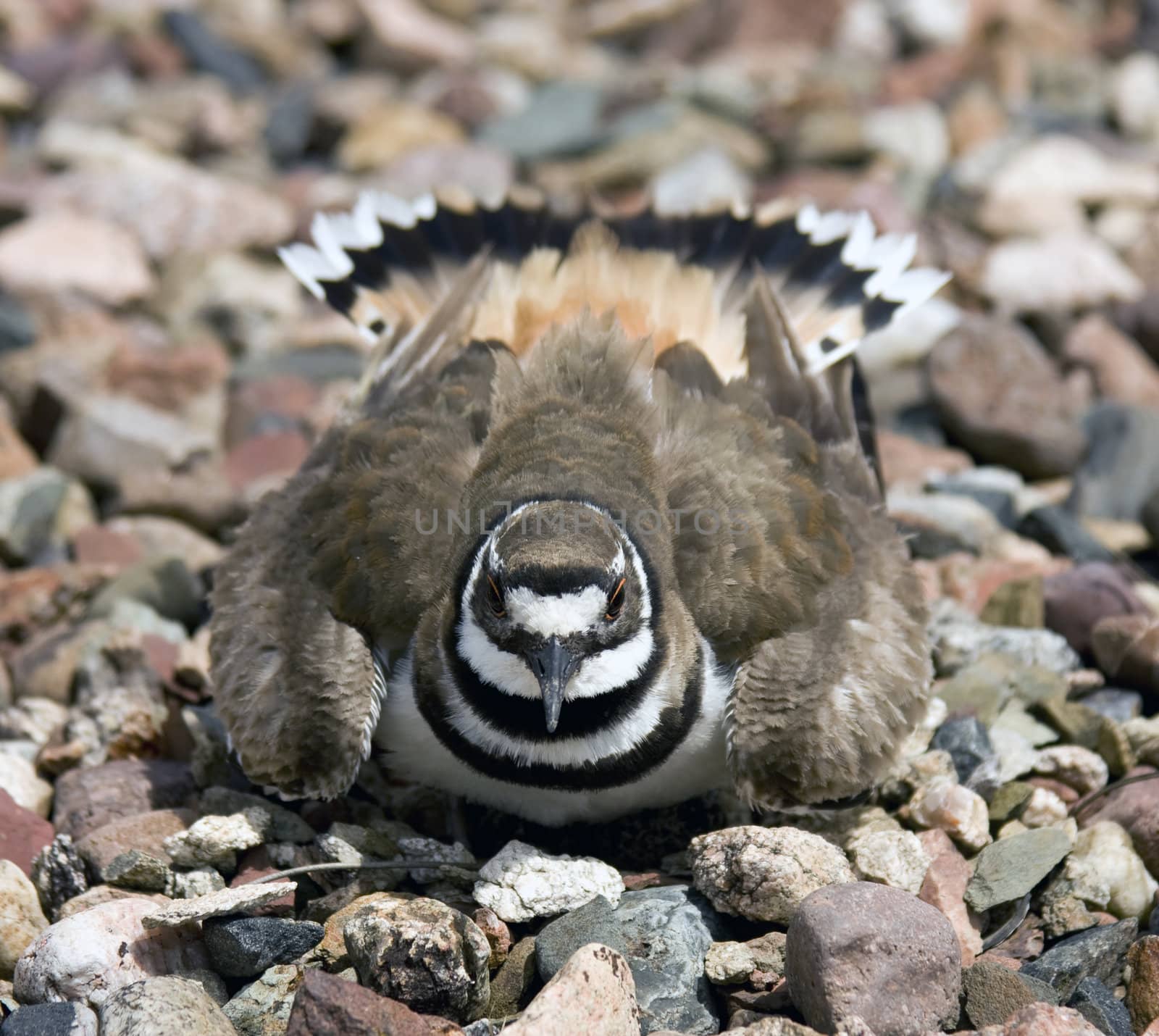 nesting killdeer ( chardrius vocierus) takes a defensive posture