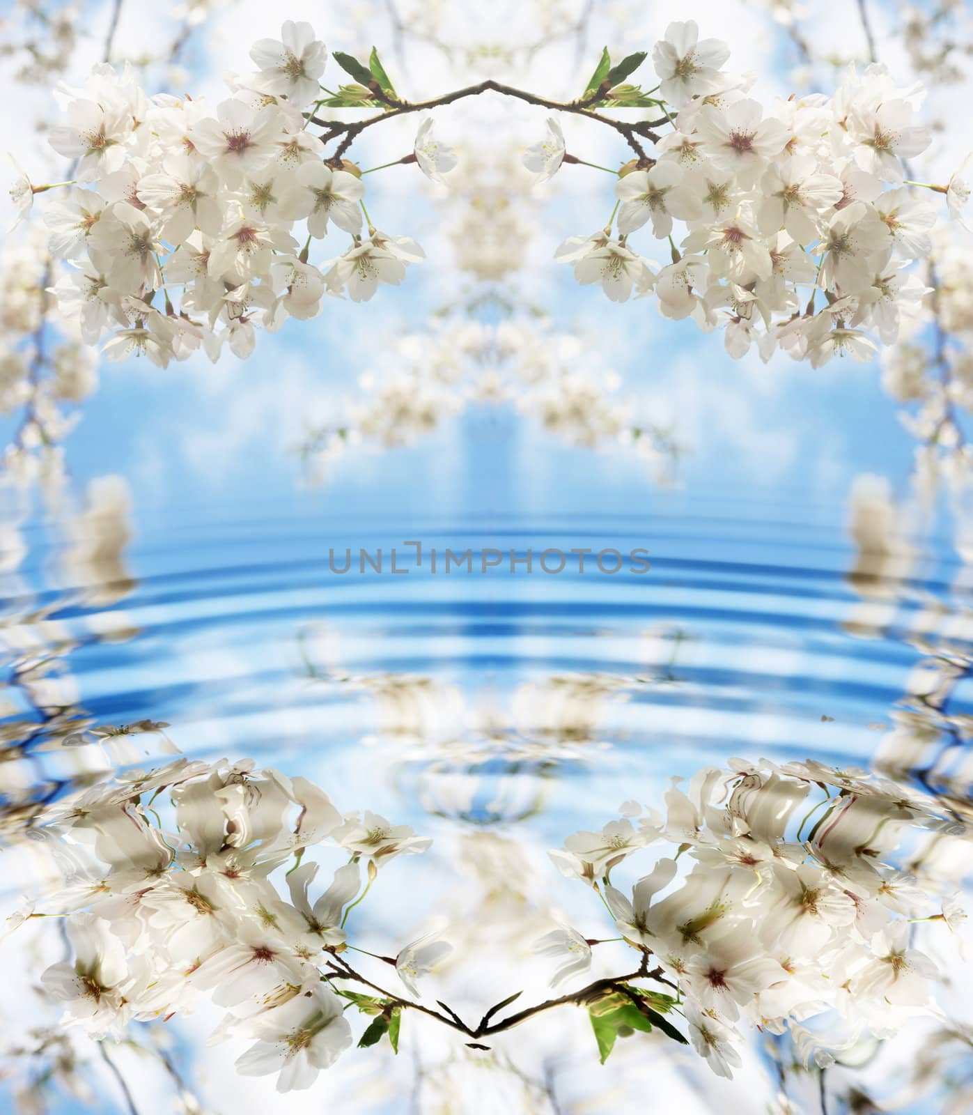 beautiful apanese cherry blossoms reflected in water

