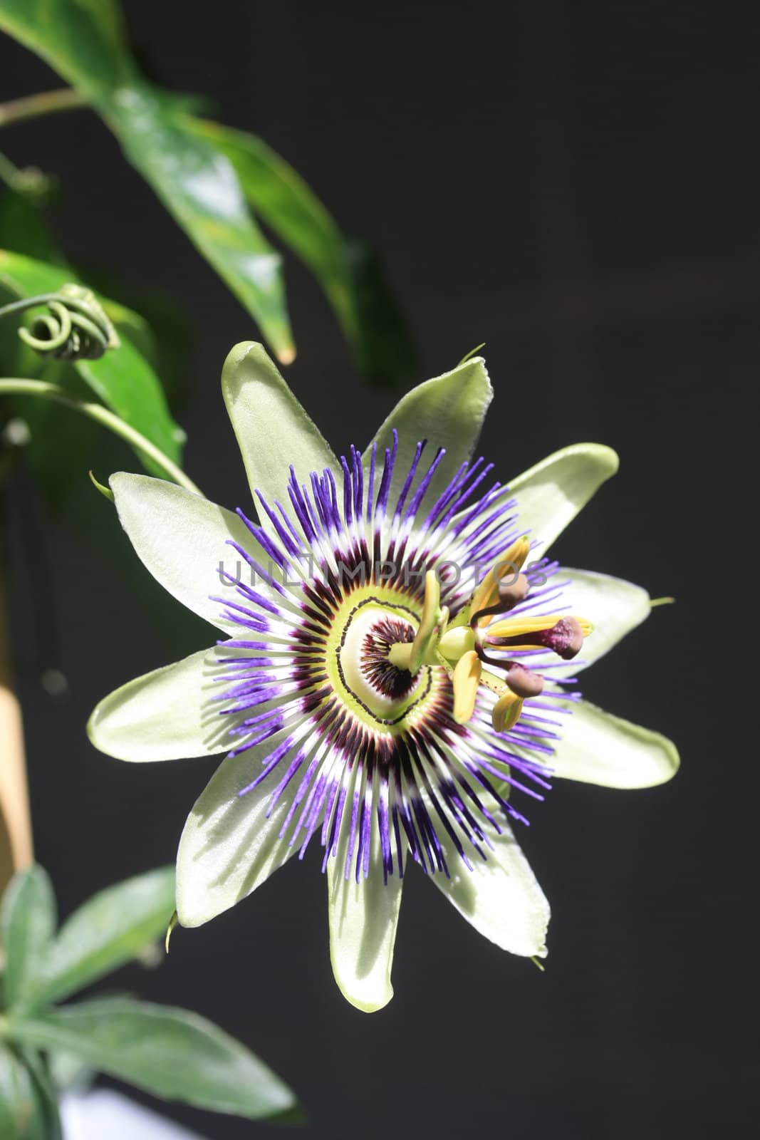 A pink and soft green passion flower in full flower