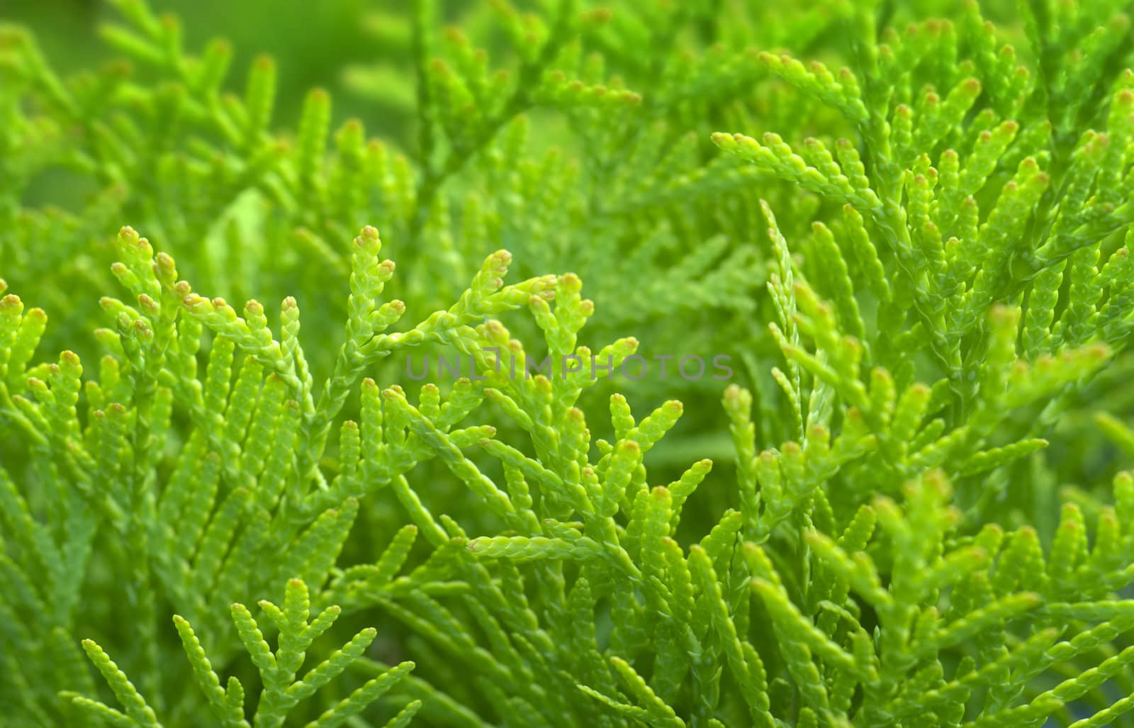 Vibrant green - twigs of thuja (coniferous tree). Shallow dof. aRGB.