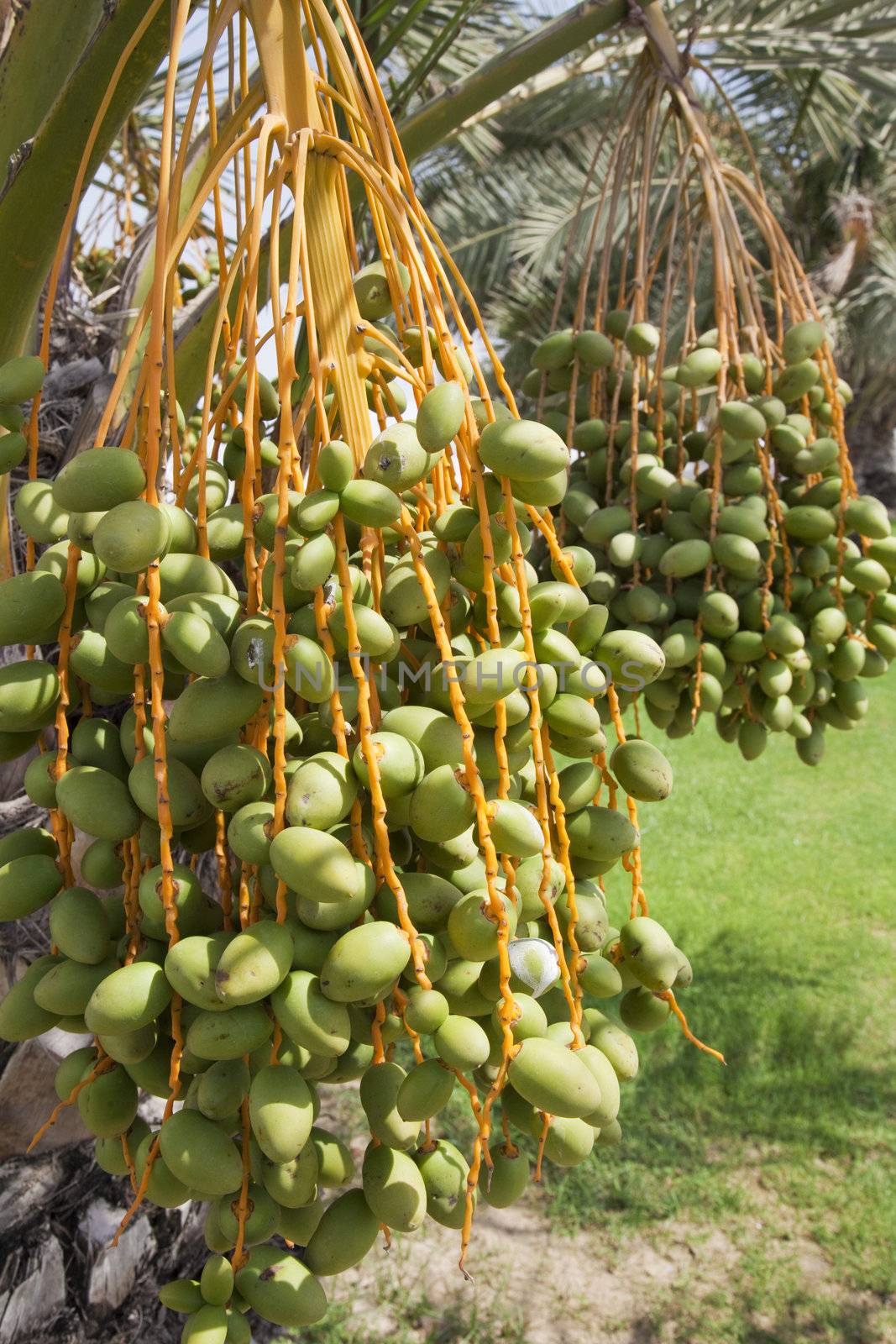 Image of green unripe Arabian dates growing on trees at Abu Dhabi, United Arab Emirates.