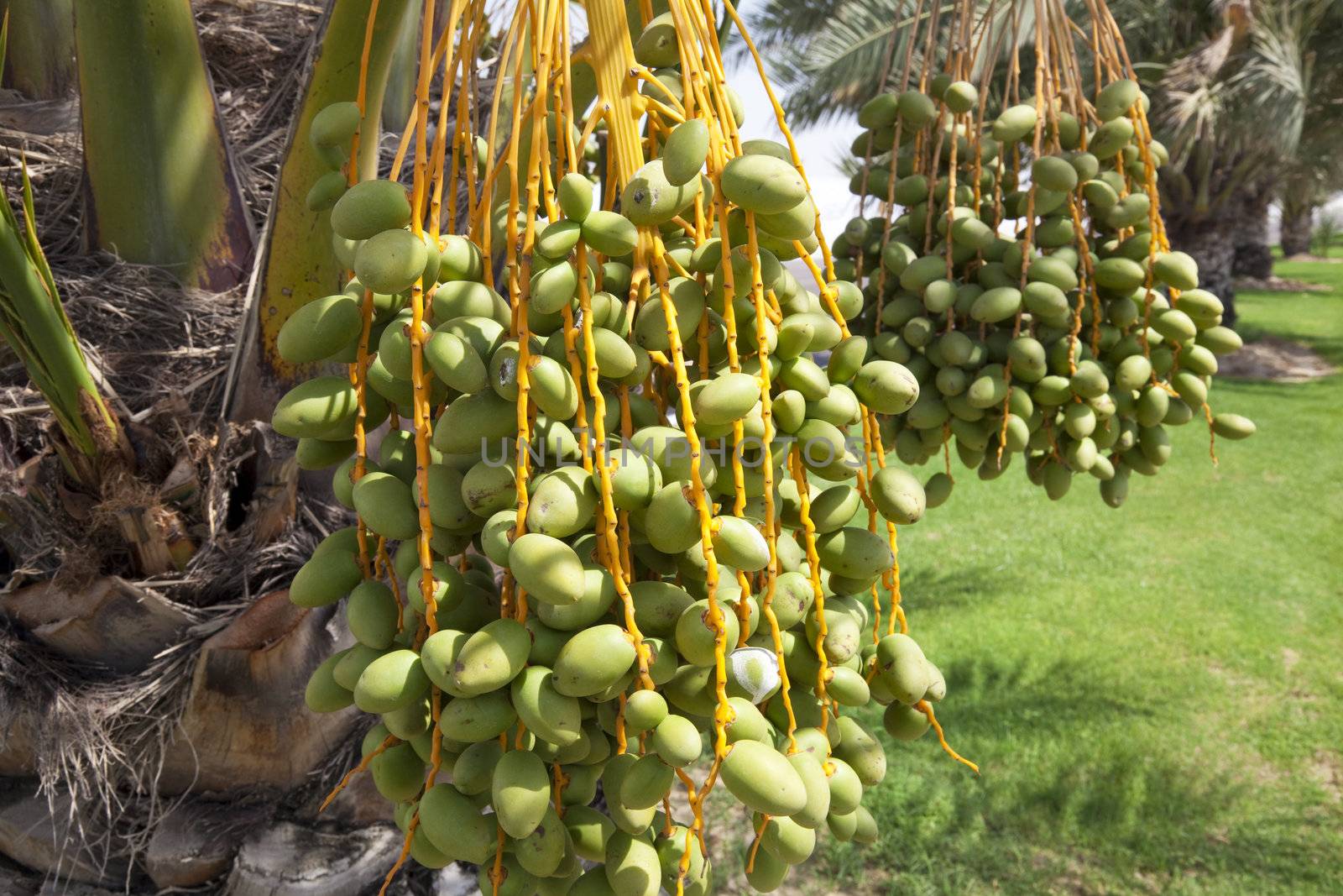Image of green unripe Arabian dates growing on trees at Abu Dhabi, United Arab Emirates.
