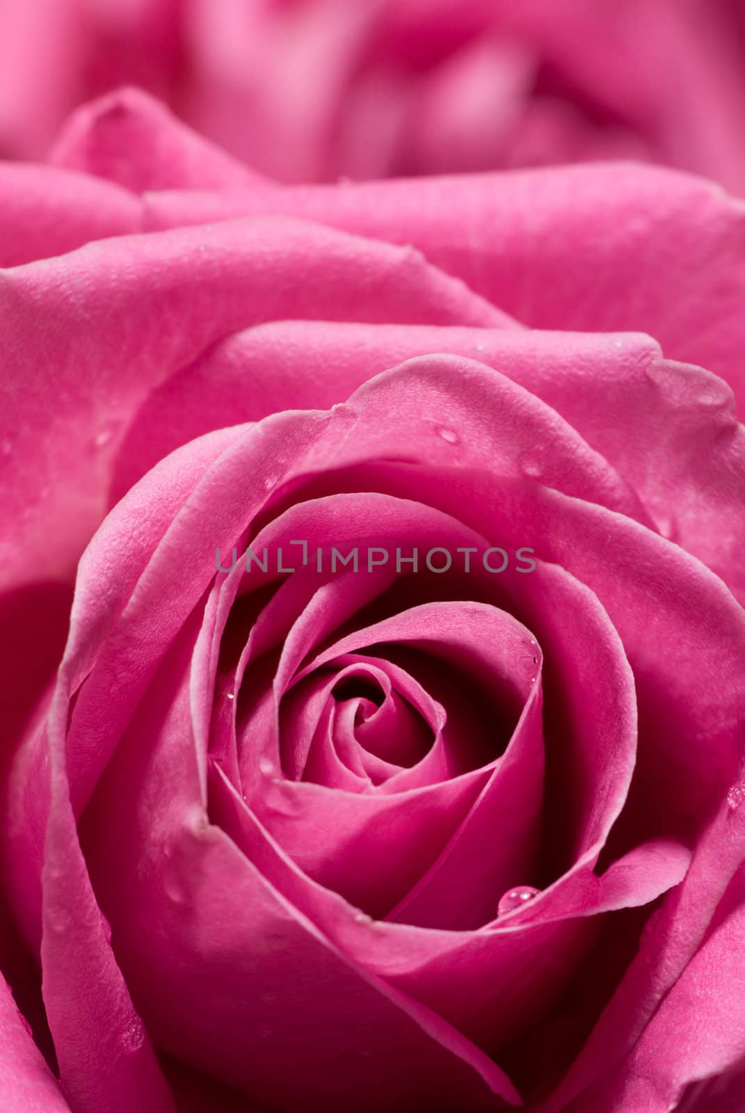 Pink roses - intentional selective focus in the middle of the flower.