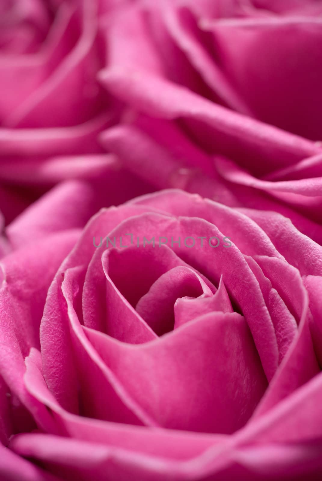 Pink roses - intentional selective focus in the middle of the flower.