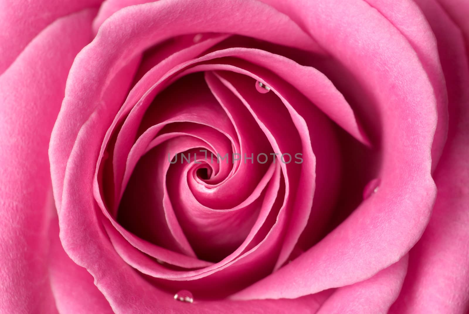 Pink rose detail. by Pietus