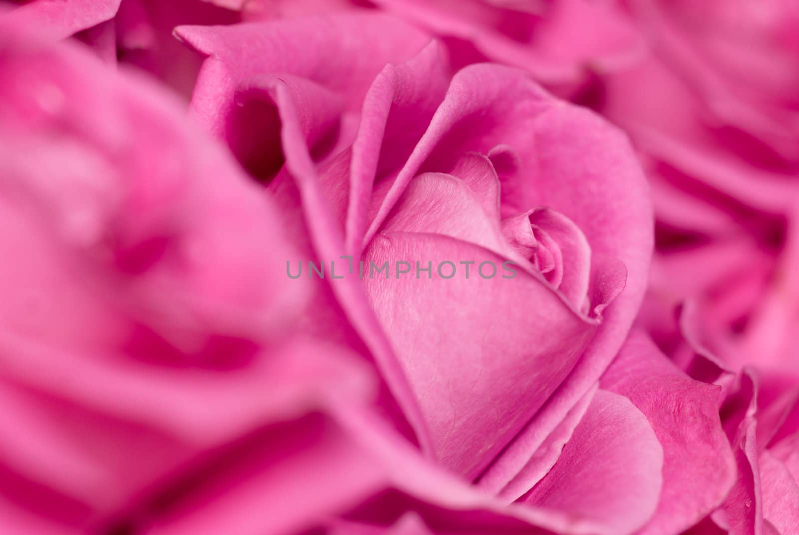 Pink roses - intentional shallow depth of field.