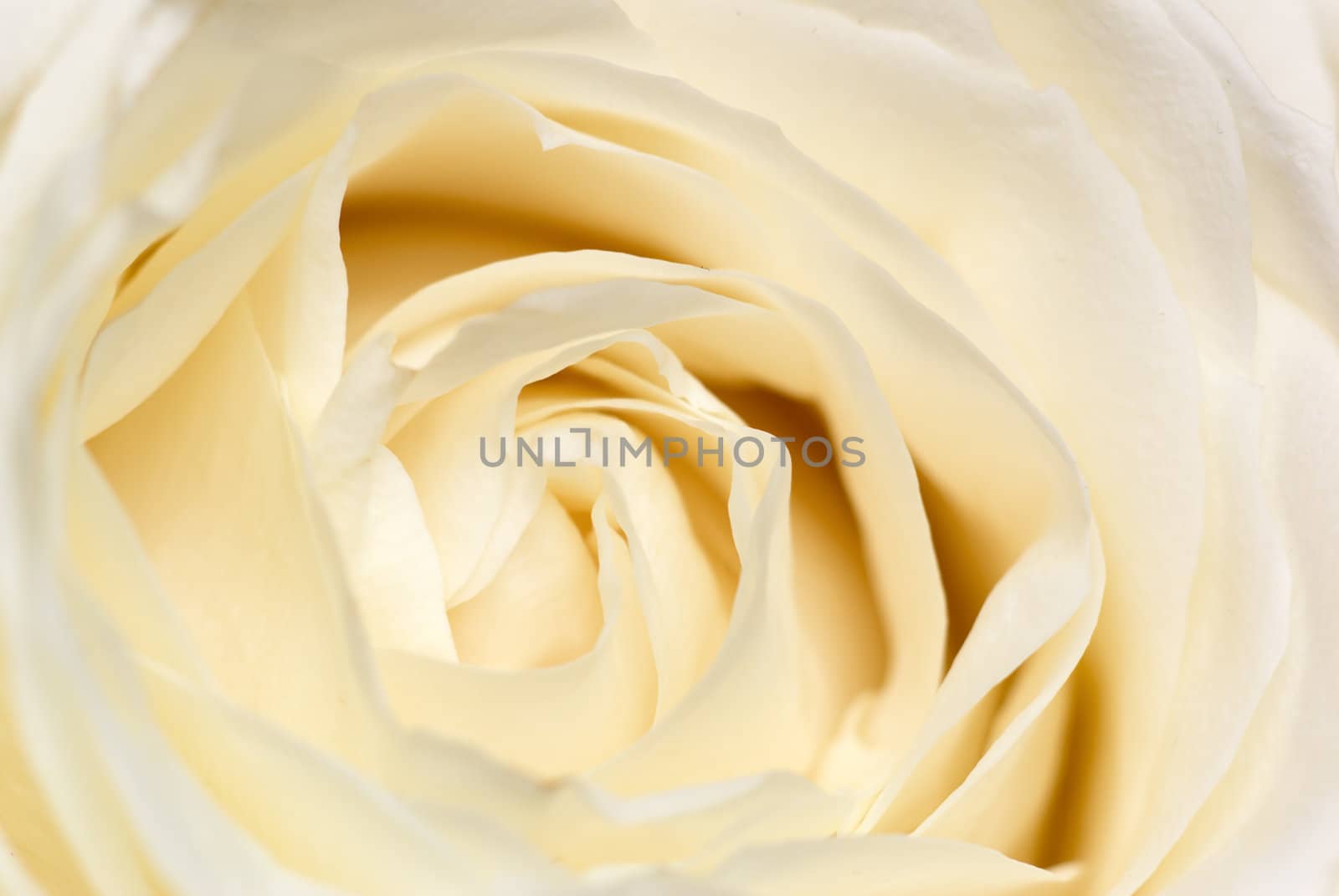 Cream-coloured rose - intentional shallow depth of field emphasize softness.